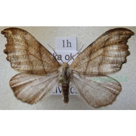 Falcaria lacertinaria (Linnaeus, 1758) male Wycinka jaszczurówka Poland1h